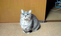 猫咪搞笑视频,猫咪搞笑视频大盘点