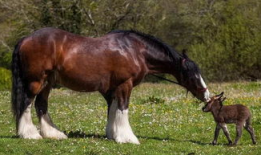 大马配小毛驴视频高清,高清视频背后的温馨故事